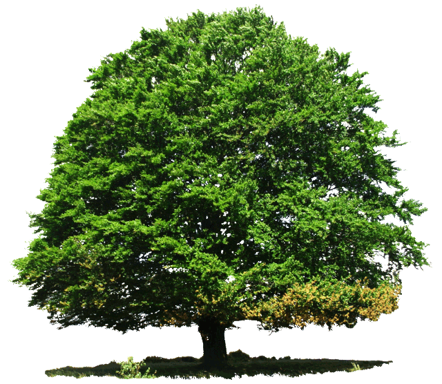 tree